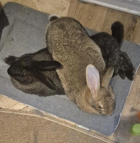 Two rabbits lie perpendicular to each other, one on top of the other, making a perfect X.