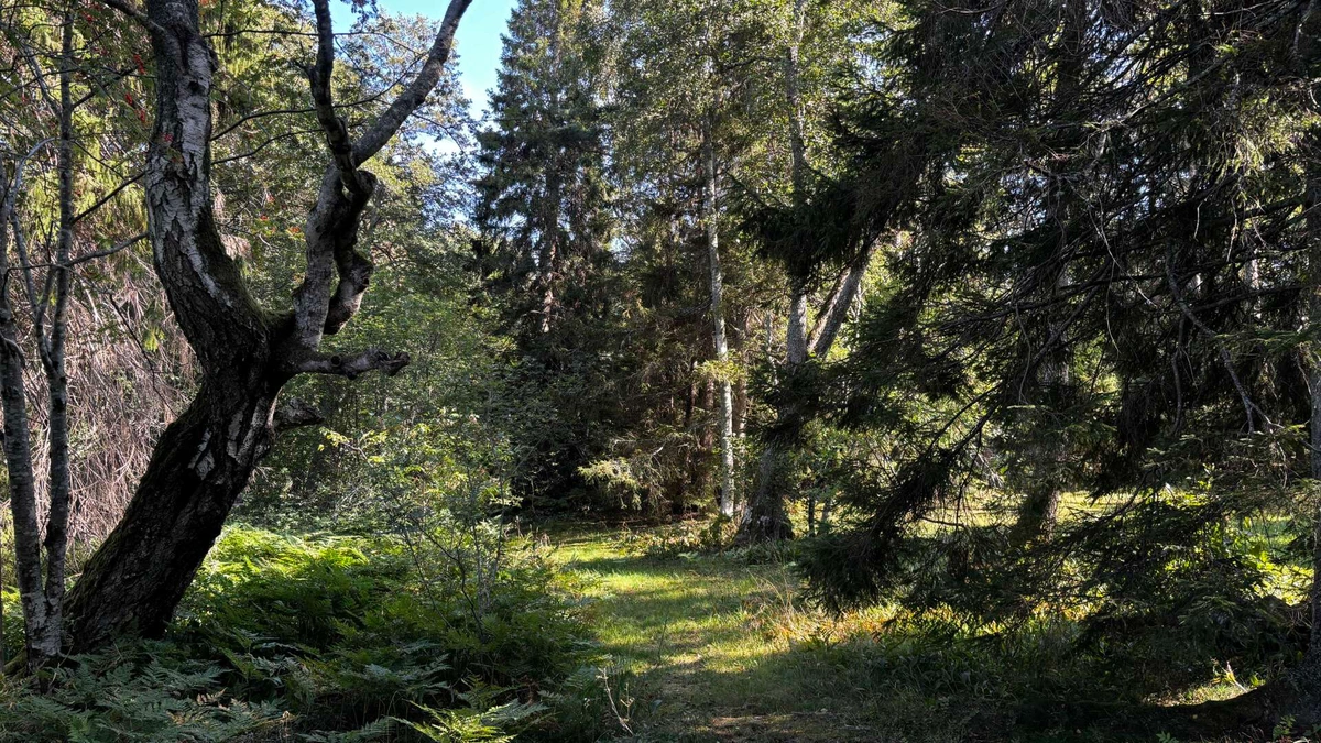 Photo of a trail leading through a very mixed and natural looking forest.