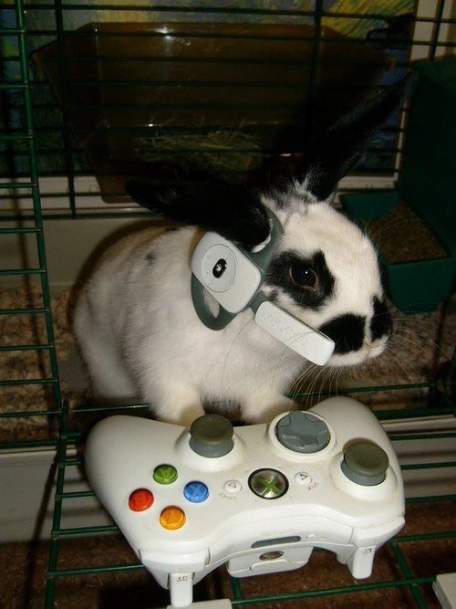 Pet rabbit wearing an earpiece and standing in front of an Xbox 360 controller