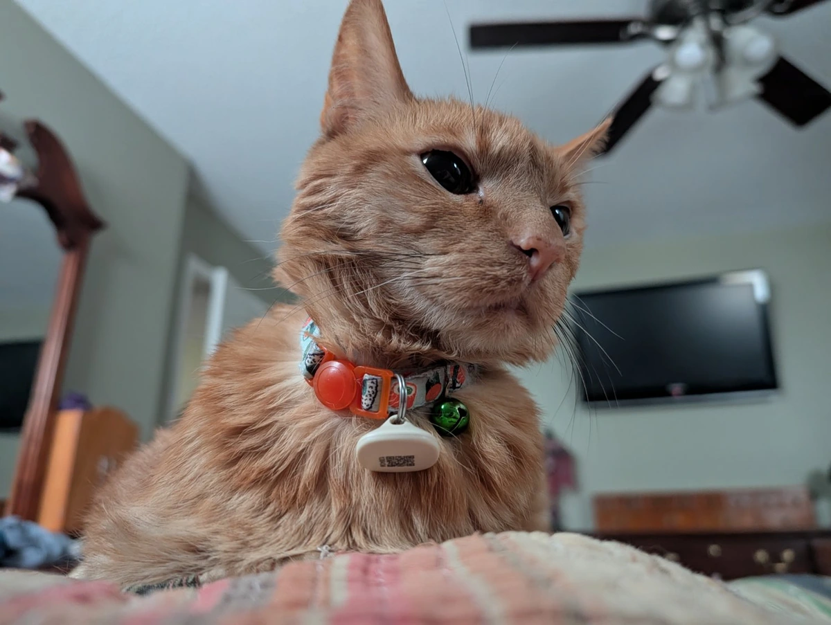 An eye level view from a person on their back in bed with an orange cat on their chest inches from their face
