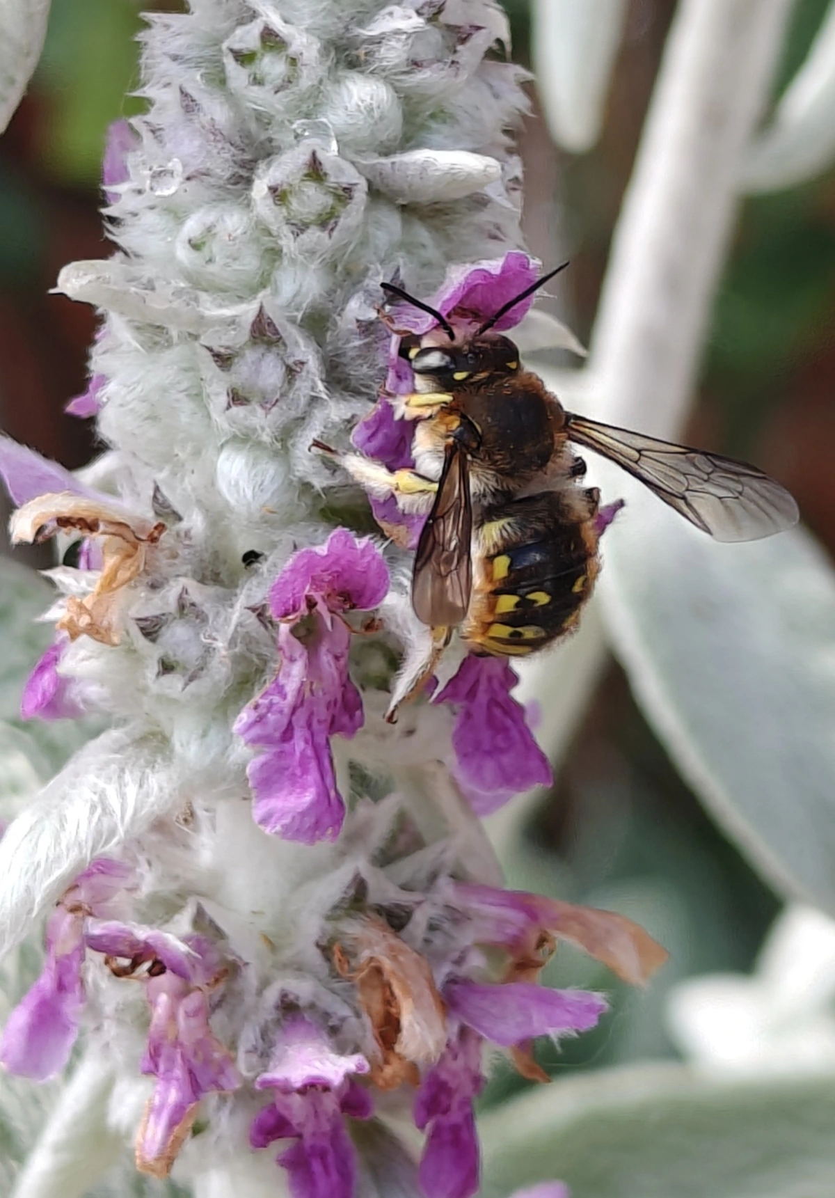 a bee gathering nectar from a lamb's ear