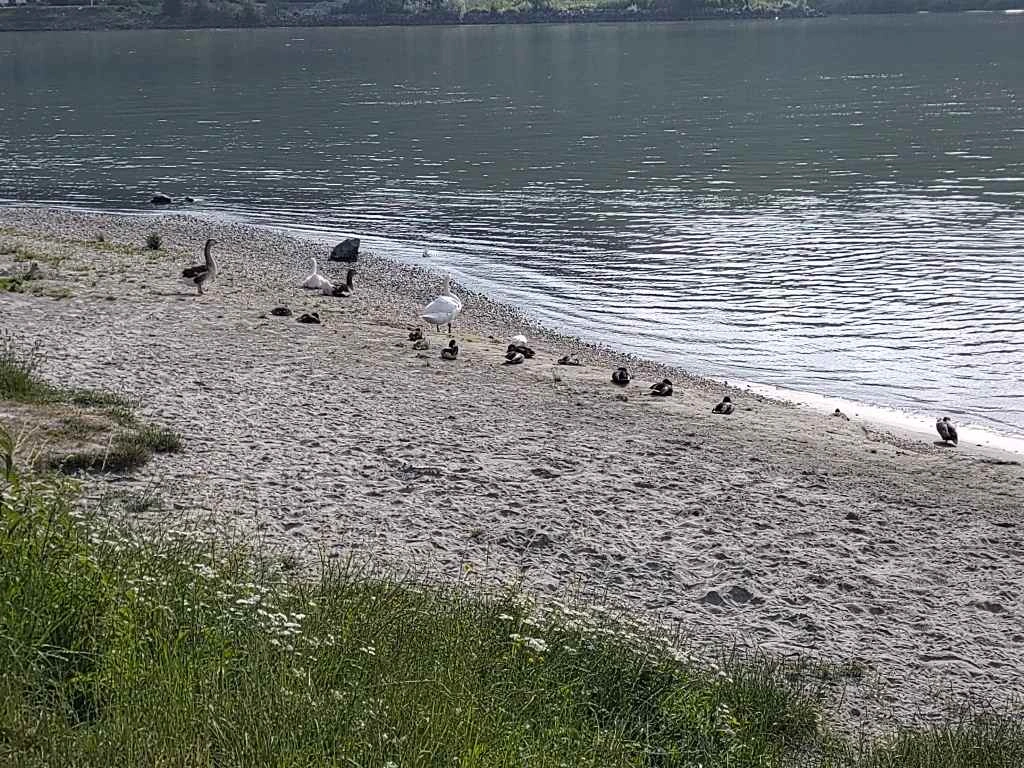 ducks and geese and a swan on a river beach.