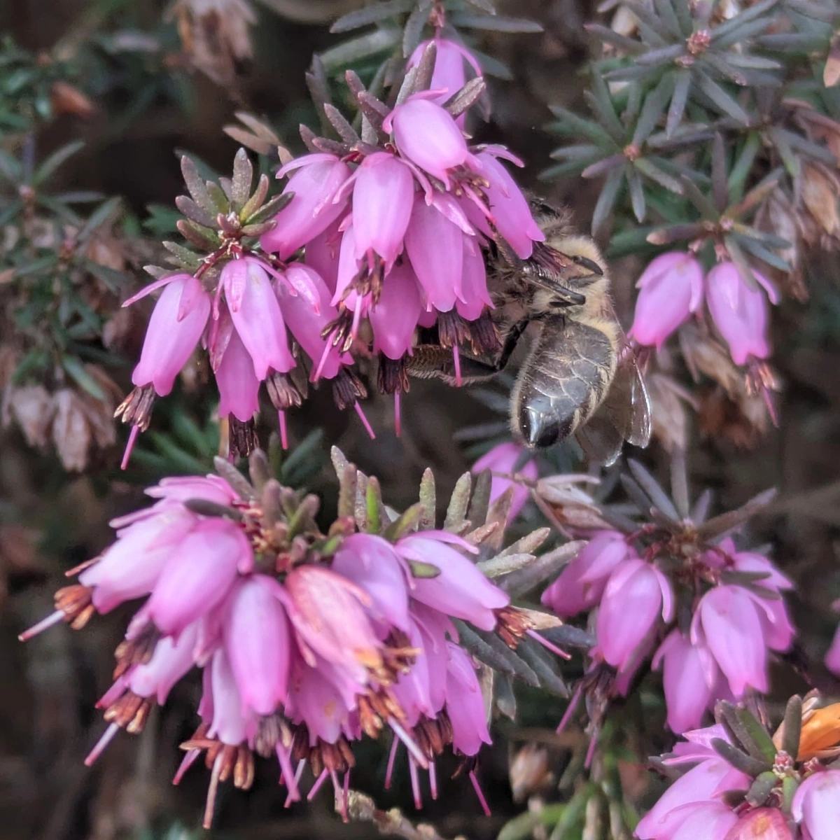 A bee among heather flowers