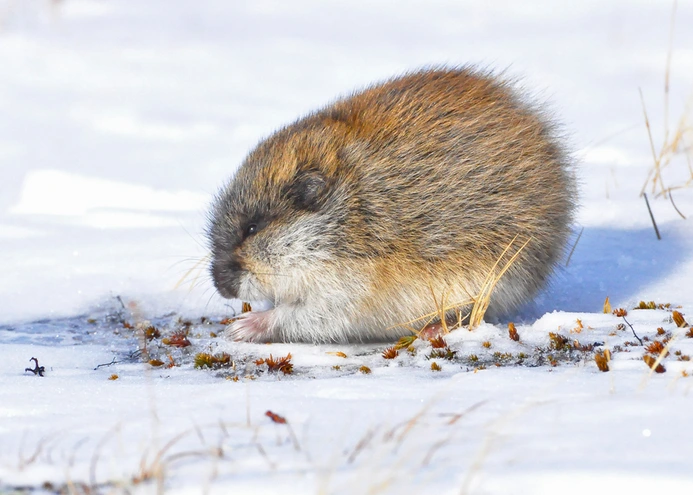 Cute brown Arctic Lemming looking for food in the snow