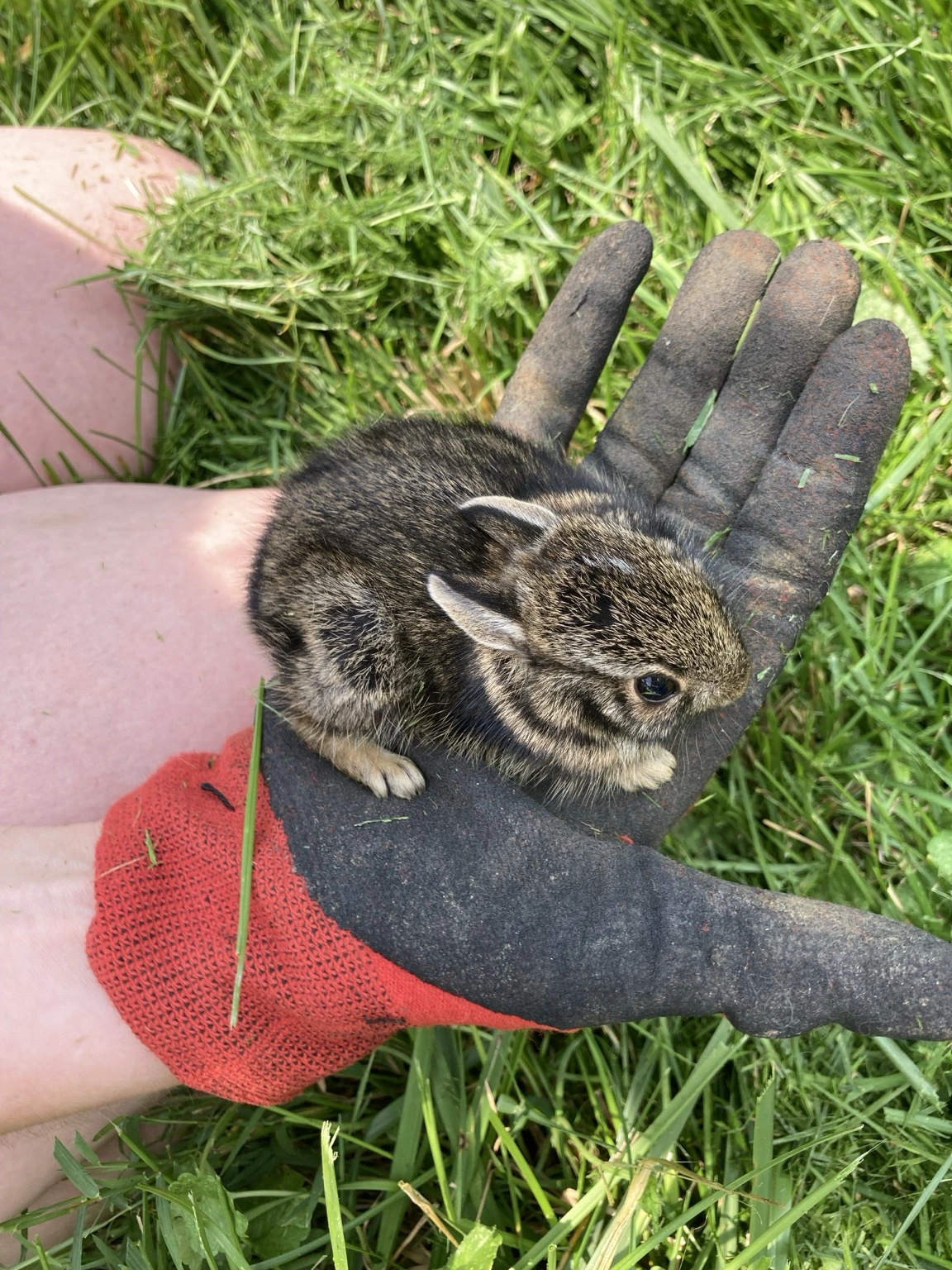 Tiny baby rabbit held in a gloved hand