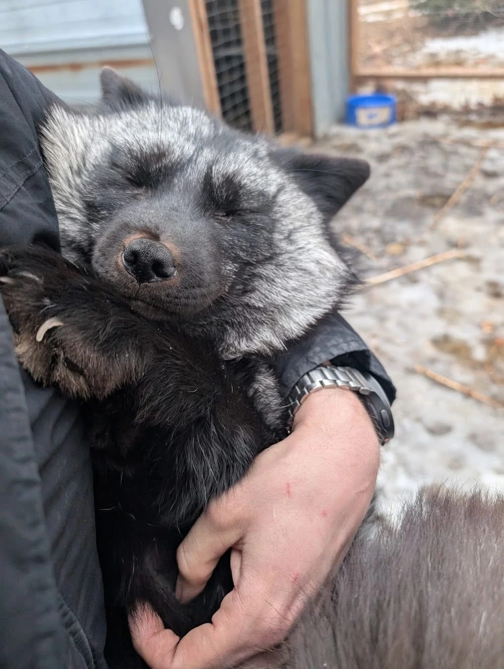 Umbreon takes a nap in her handler's arms