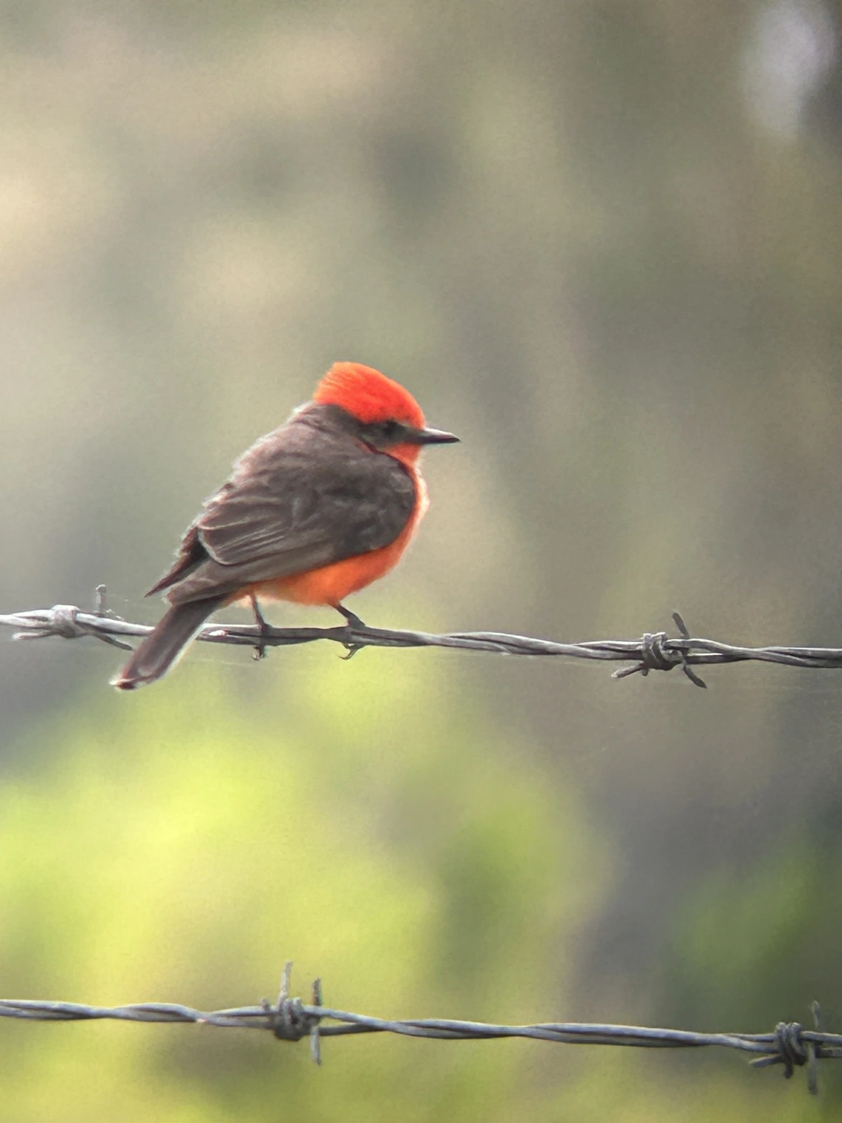 A close up of a bird perched on a strand of barbed wire.  There are two strands of barbed wire running horizontally across the bottom half of the picture a bird is perched on the upper strand.   The bird faces to the right with its back facing the viewer. The birds back, wings and tail are brown. Its head, chest, belly and underside are bright red (vermilion). The bird also has a thin black pointed bill, and a dark eye stripe. 
