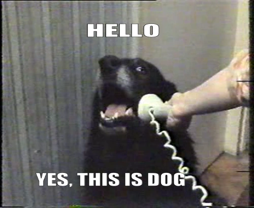 a video still (with VHS artifacts) depicting a black dog (possibly a Labrador Retriever) with its mouth open as a human's arm extends from out of frame holding a corded telephone receiver (handset) up to it. Top caption "HELLO", bottom caption "YES, THIS IS DOG"