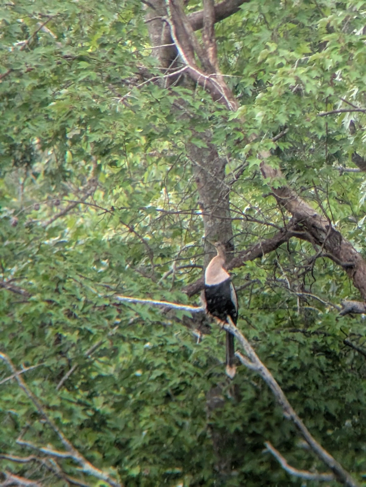 Anhinga!