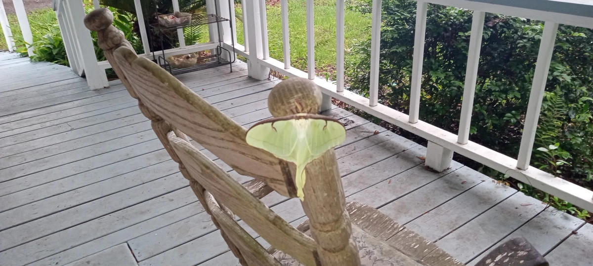 It's a giant moth. It's mostly white. And a creamy lime green. With some interesting, yet subtle patterns.
