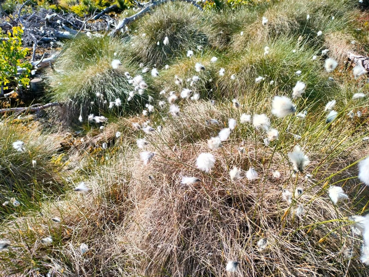 Photo of a bunch of white flowers that look like white cottonballs that I've taken to calling Floofs.