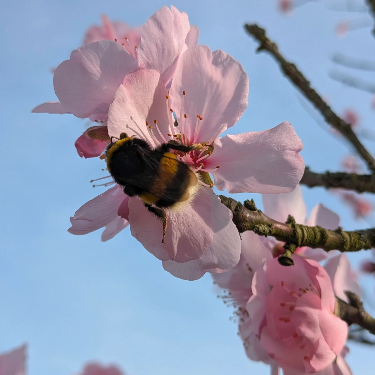 A bumblebee feasts on a pink almond blossom