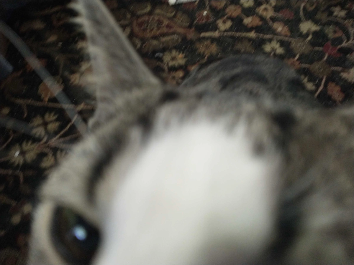 extreme closeup of a cat