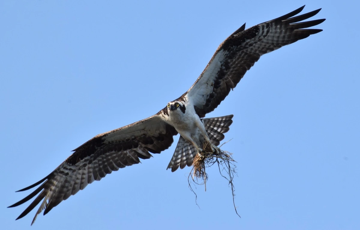 Osprey carrying nesting material 