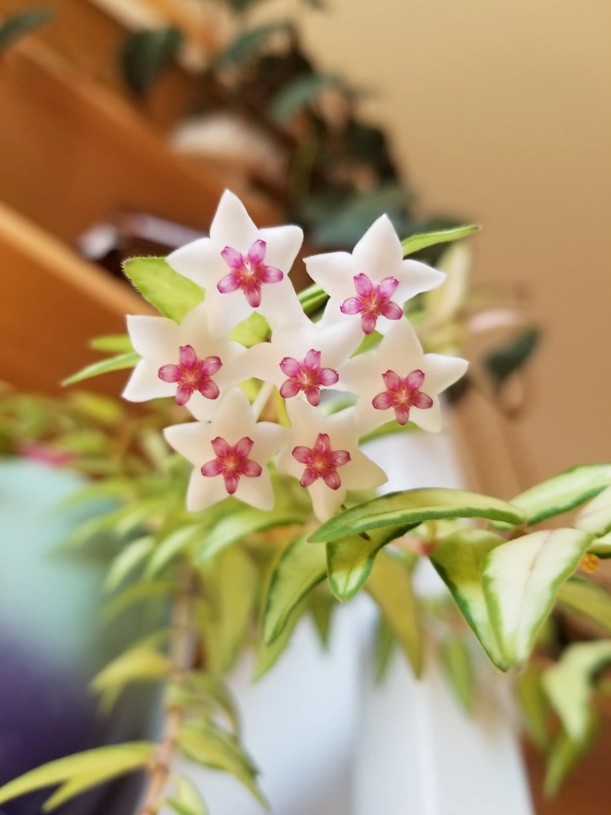 All my current flowers