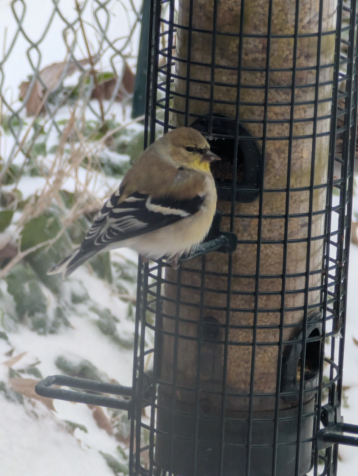 American Goldfinch