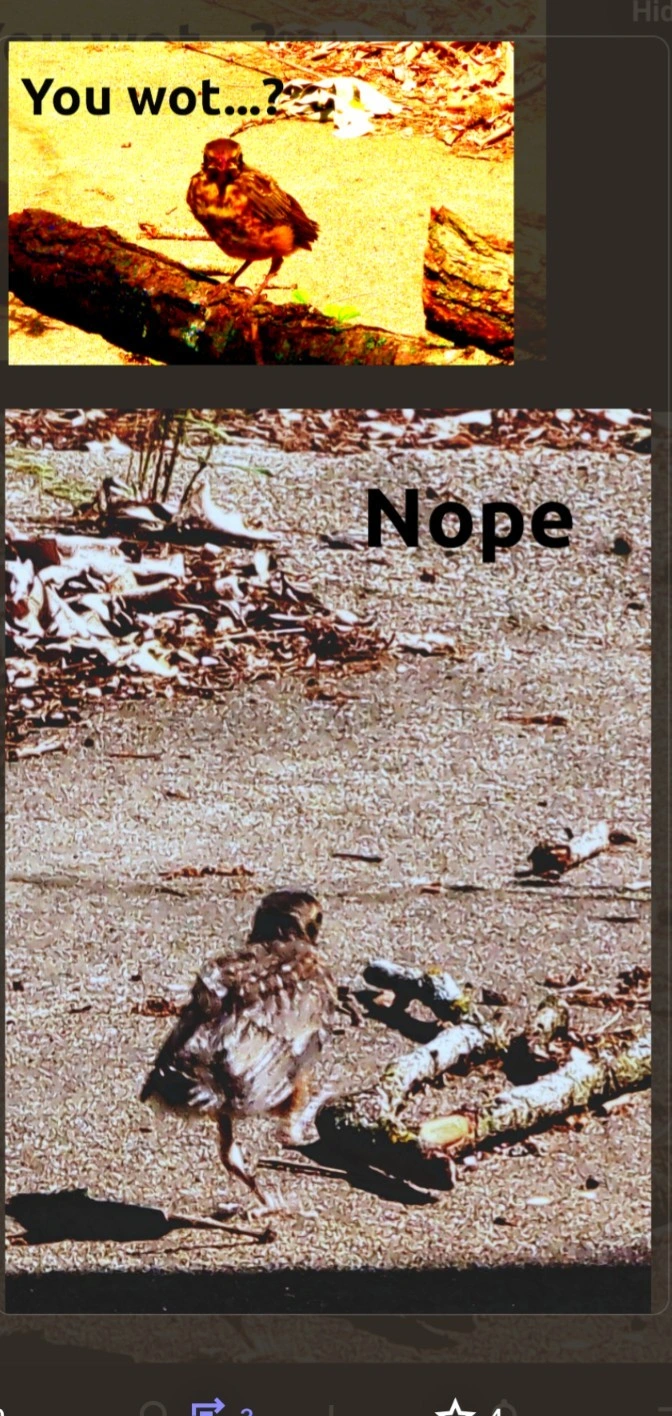 Two panel memes featuring a fledgling bird. Top panel bird faces camera, caption: you wot... Bottom panel. Bird says "nope." and high steps away from camera.