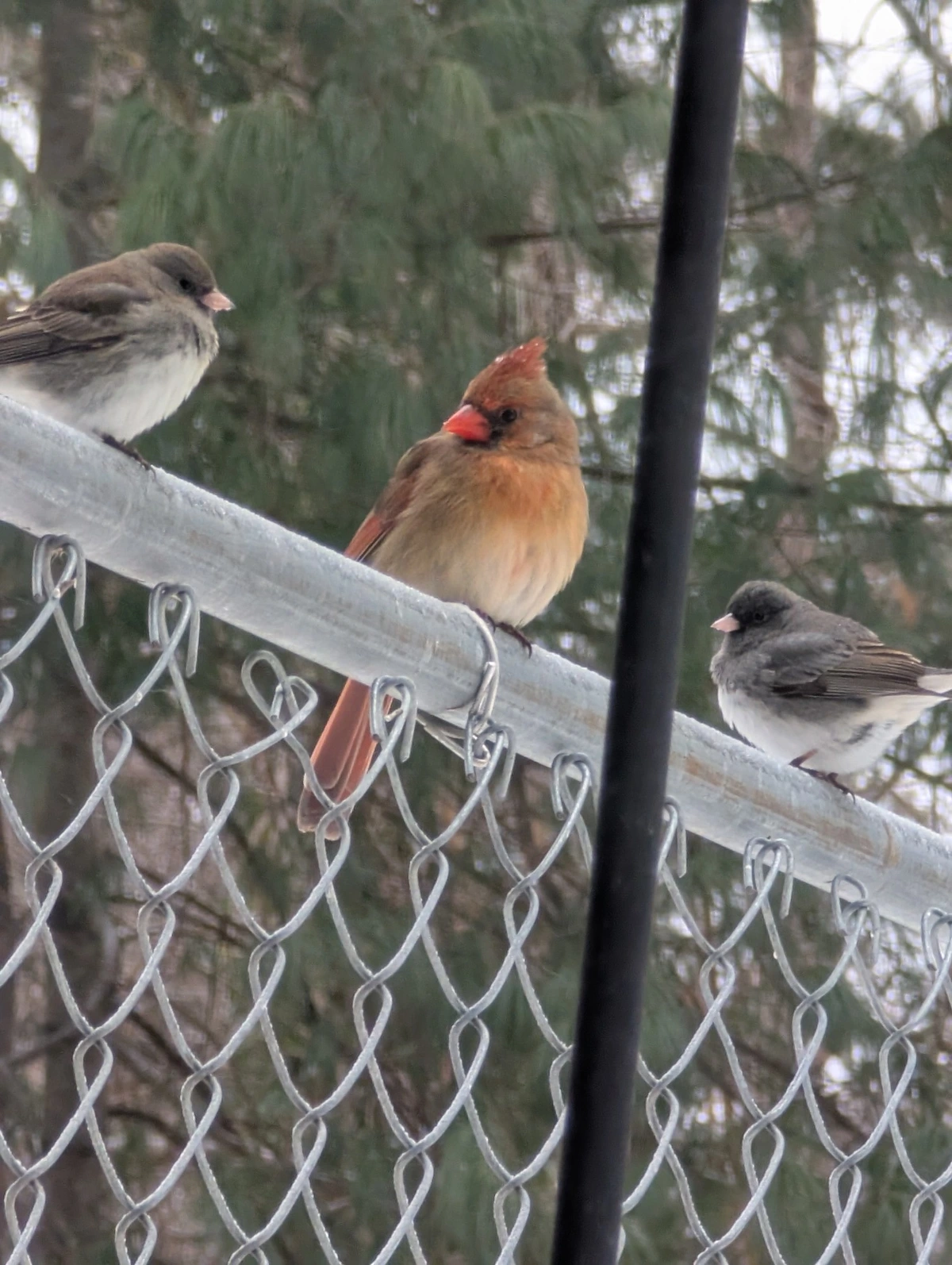 Cardinal hanging out with some Dark-Eyed Juncos