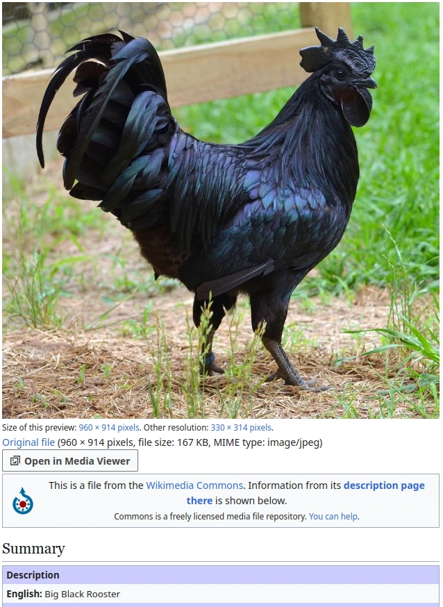 Shows a hyperpigmented rooster on Wikimedia Commons with the image description: "Big Black Rooster"