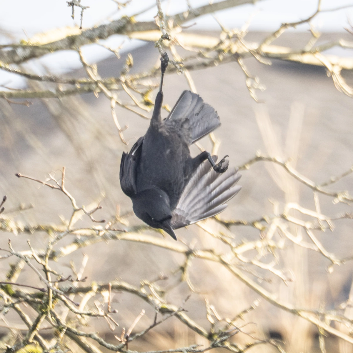 Crow hanging upside-down from a thin branch, twisting to look to the ground