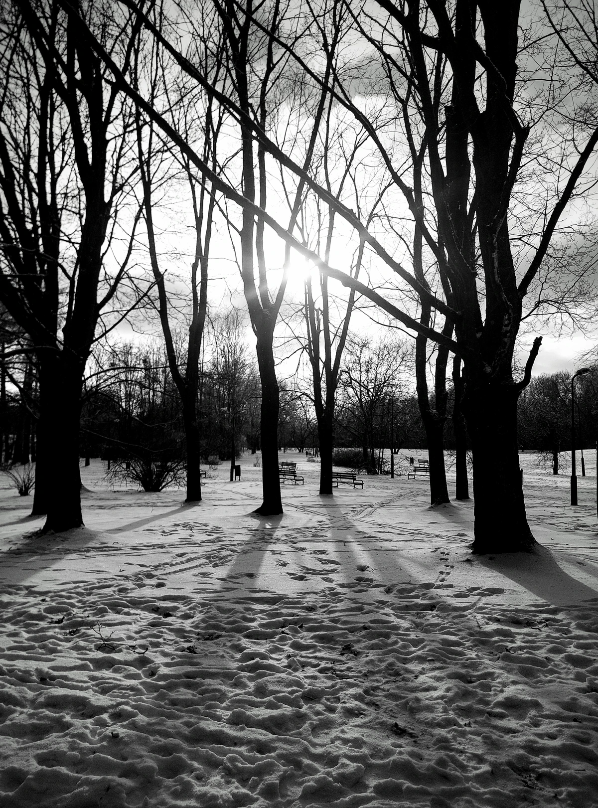 light shining through barren trees, casting shadows on snow