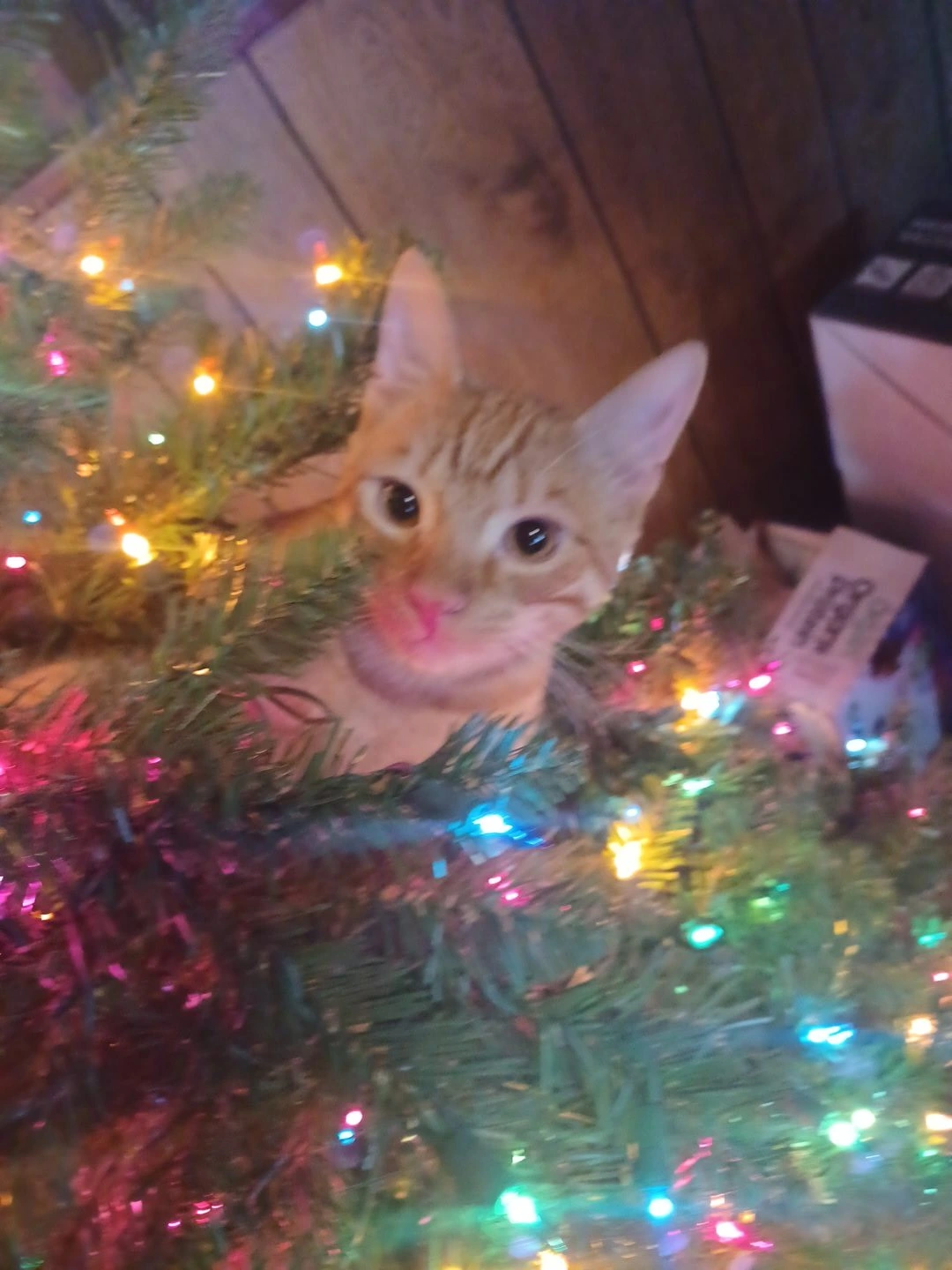 A somewhat blurry photo of my cat Zeus.