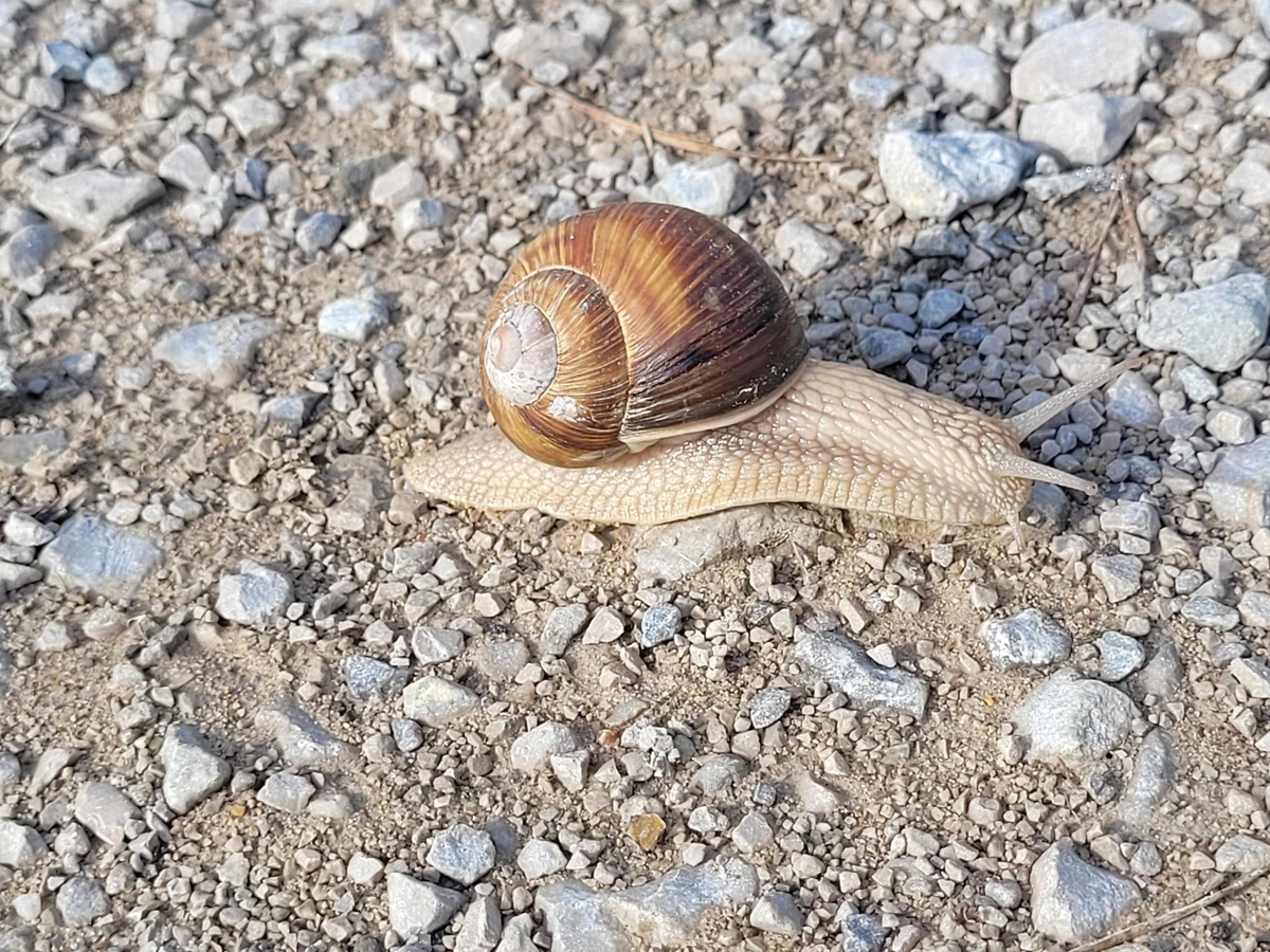 Roman snail on gravel. The most inner circle is more gray than the rest which is dark brown.