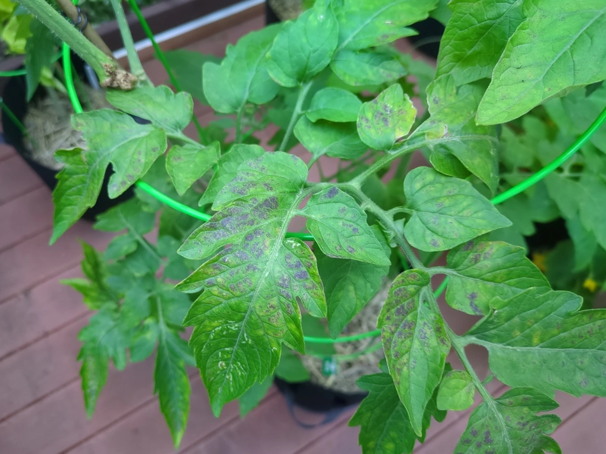 Tomato plants with dark spots on leaves