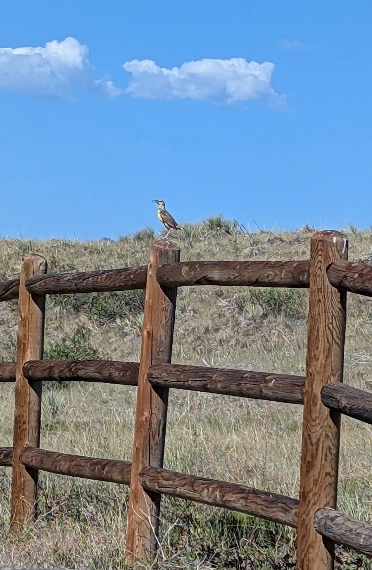picture of a western meadowlark sitting on a fence post in dry Colorado