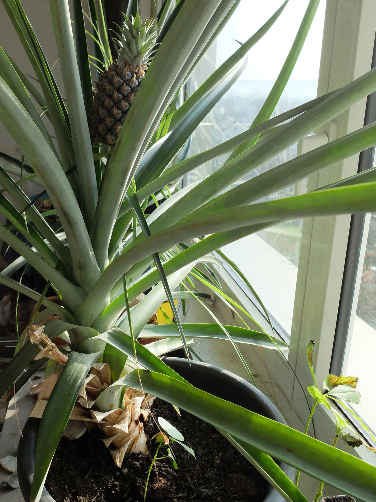 A potted pineapple plant on a sunny window, with a half-grown fruit