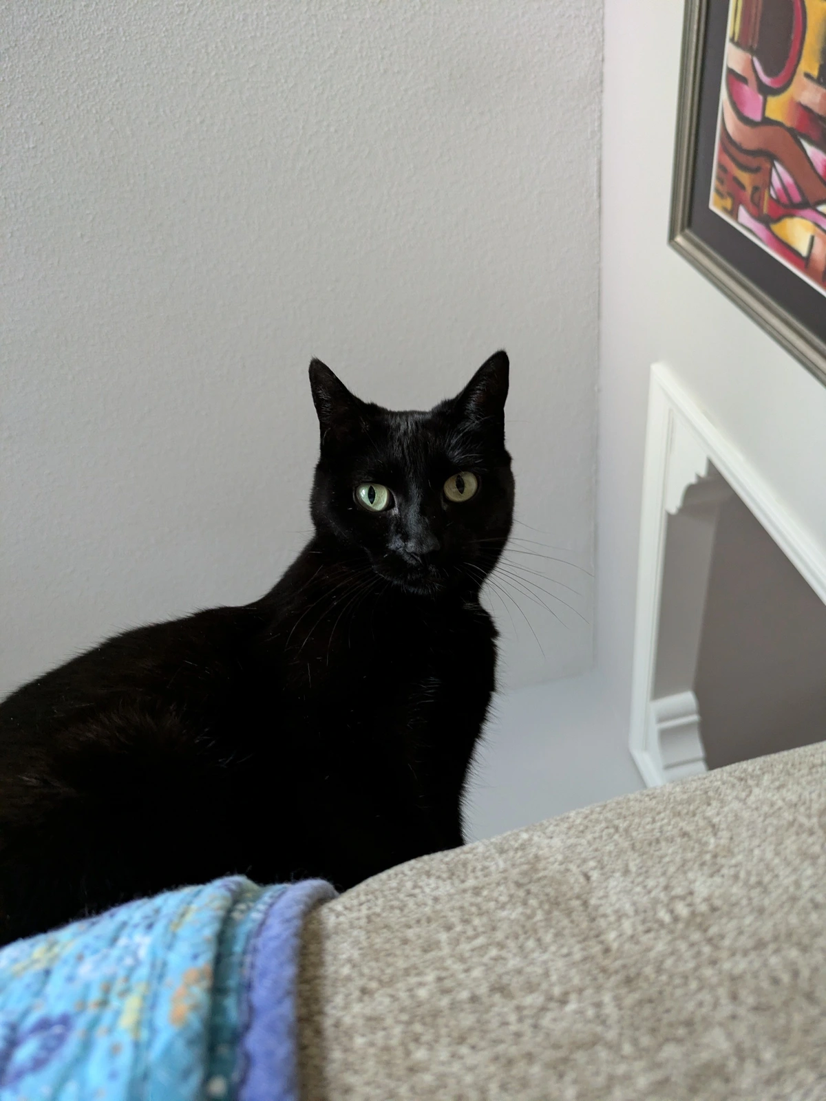 Black cat from above!