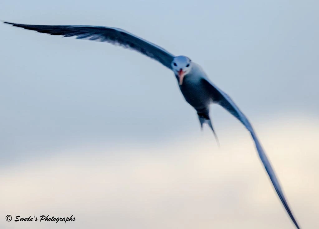 "The royal tern rushes toward you out of a soft, glowing sky, wings stretched wide like pale sails catching a gentle wind. Its body is slightly blurred by motion, giving the sense that it’s slicing through the air with purpose, yet wrapped in a kind of dreamlike hush. The background is a smooth wash of color—faint blue drifting into warm cream—so the bird seems suspended in open space, weightless and unhurried.

Its beak is open mid‑call, a tiny flash of orange against the muted sky, and the symmetry of its wings creates a feeling of balance and grace. Even in motion, there’s a softness to the image, as if the moment were cushioned by light. It feels intimate, like the tern is flying straight out of the horizon and into your awareness, carrying a bit of the ocean’s quiet with it." - Microsoft Copilot