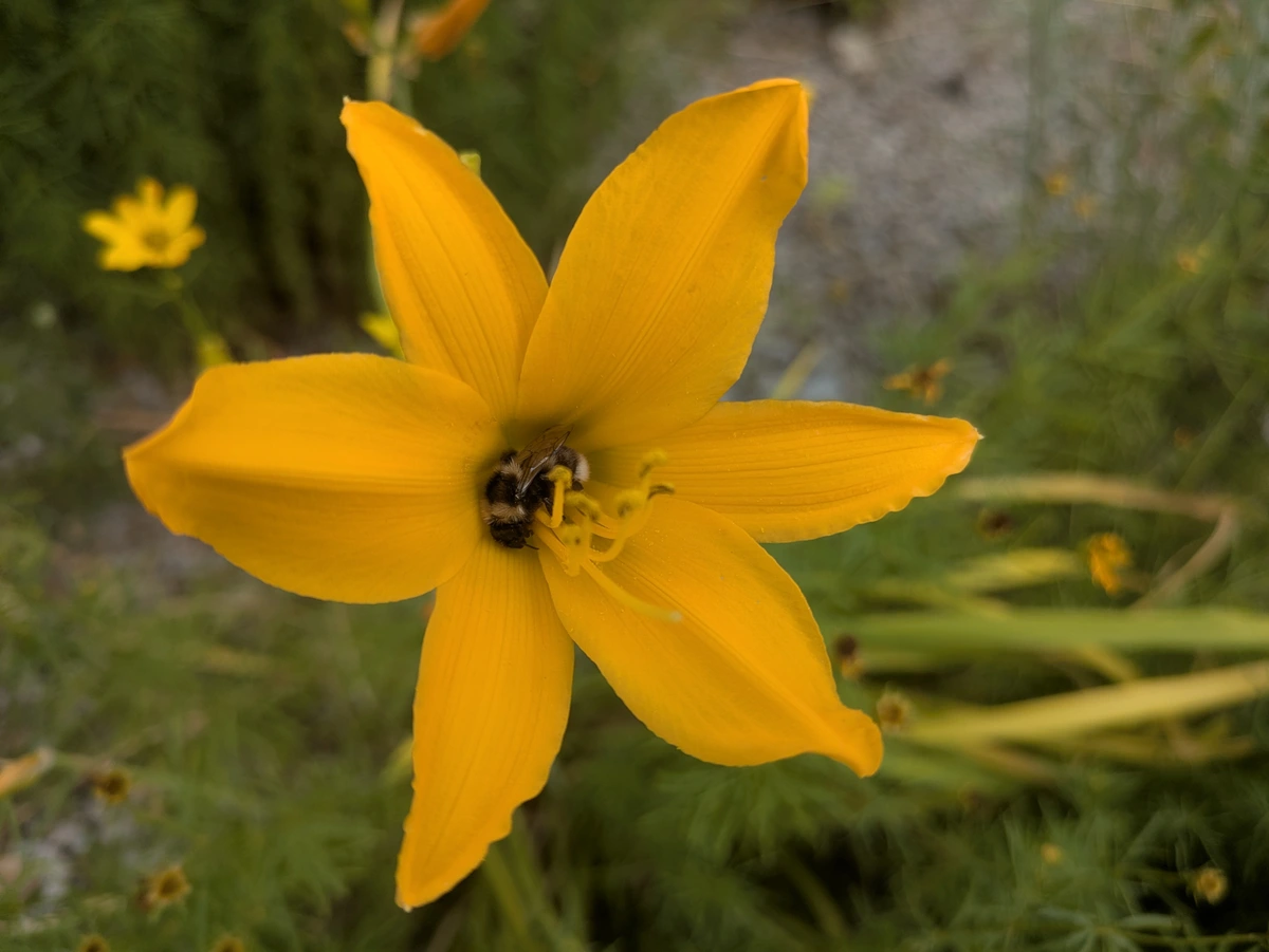 An orange lily flower with a bee sleeping at the bottom of it