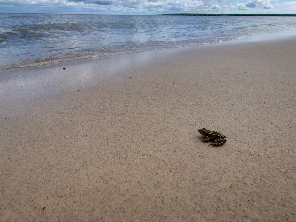 Photo d'un crapaud sur une plage d'Elk Island Provincial Park, contemplant la mer