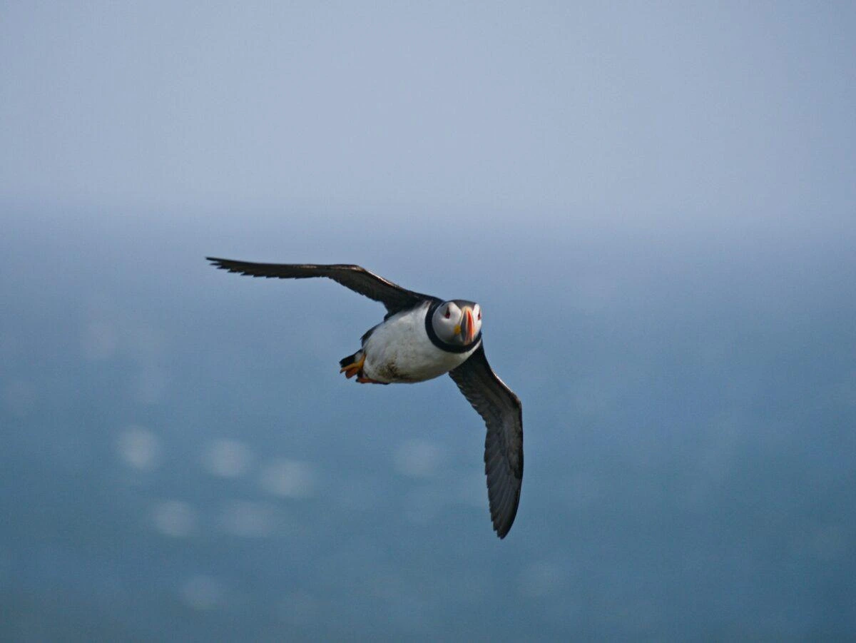 Atlantic puffin flying toward the viewer, soft blue background