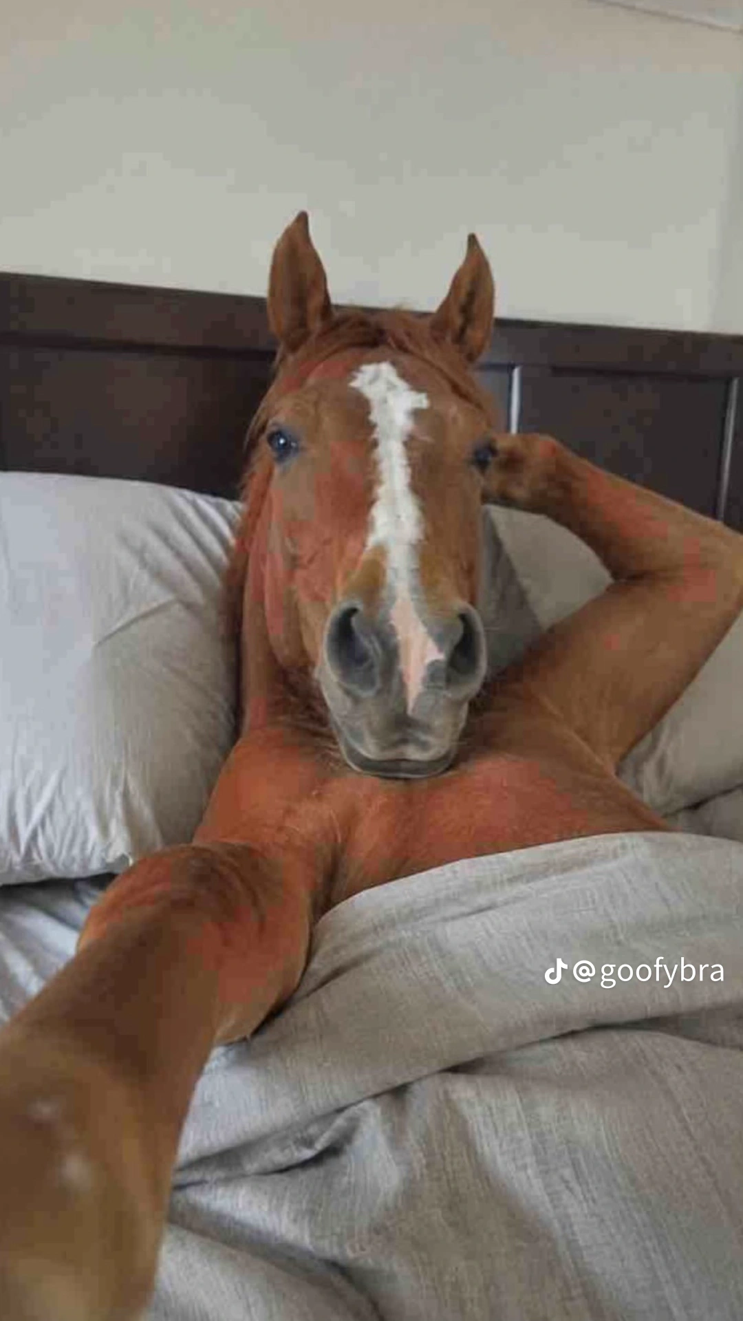 A photo of a horse laying in bed like a human holding a hand in a position of taking a selfie and other hand is behind its head. 