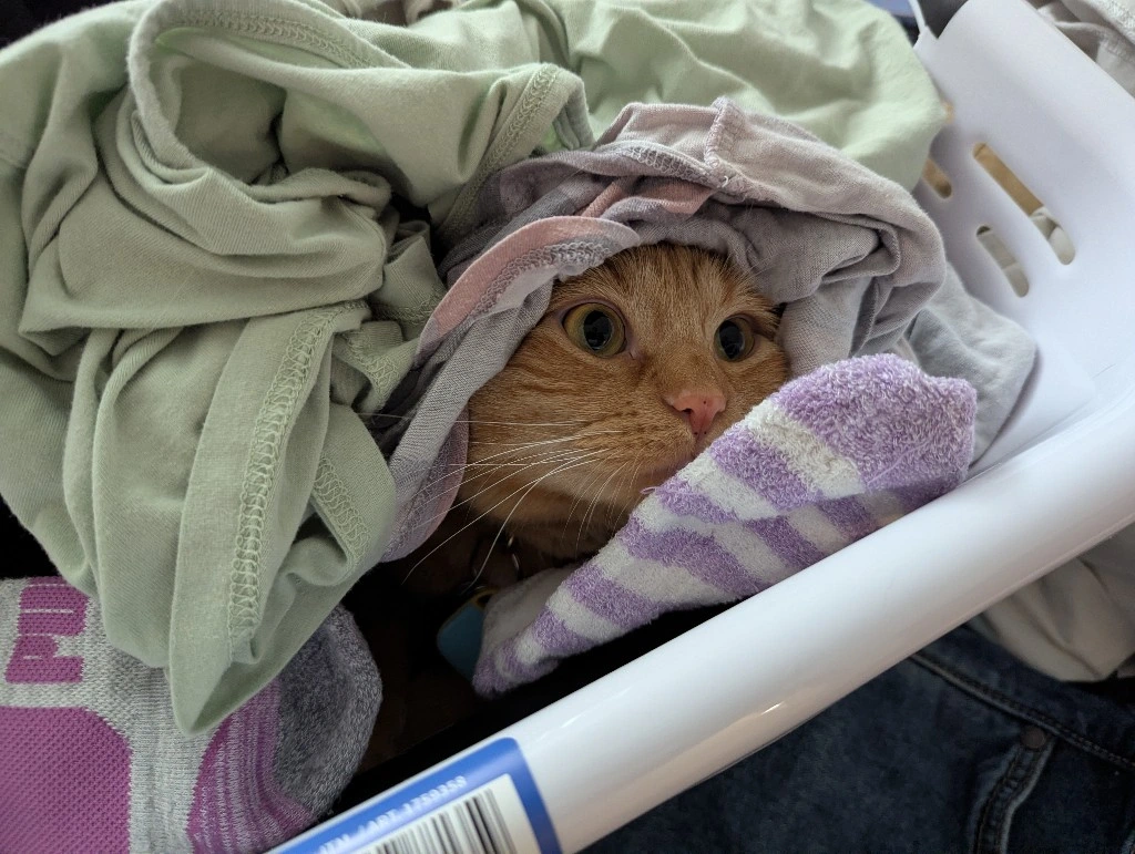 Spot loves to help with the laundry 