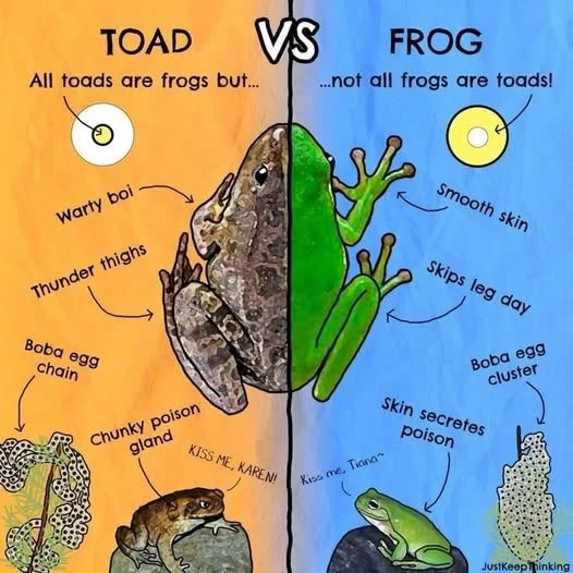Picture of half of a toad drawn with half of a frog with these texts of each difference
Toad :
- warty boi
- thunder thights
- boba egg chain
- chunky poison gland
« KISS ME KAREN »
Frog :
- smooth skin
- skips leg day
- boba egg cluster
- skin secretes poison
« Kiss me Tiana »