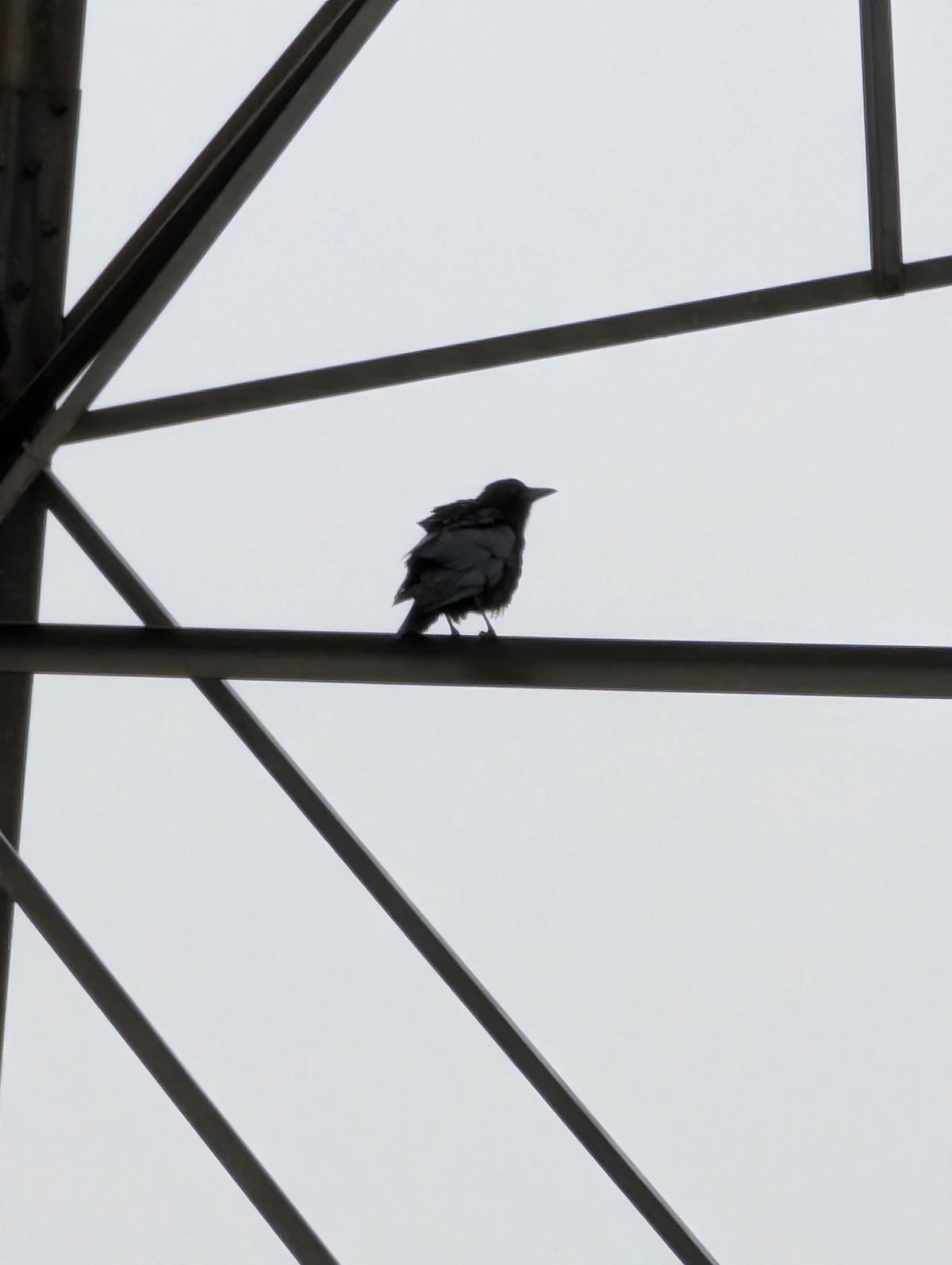Fish Crow