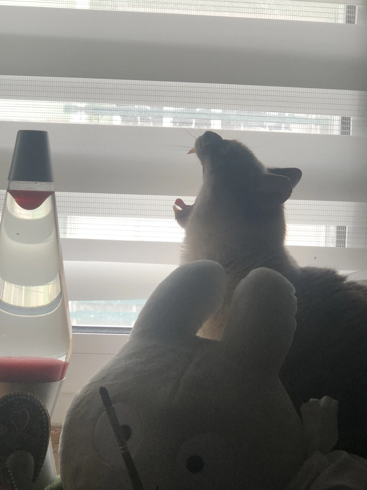 A gray cat yawning. It looks as if he's screaming.