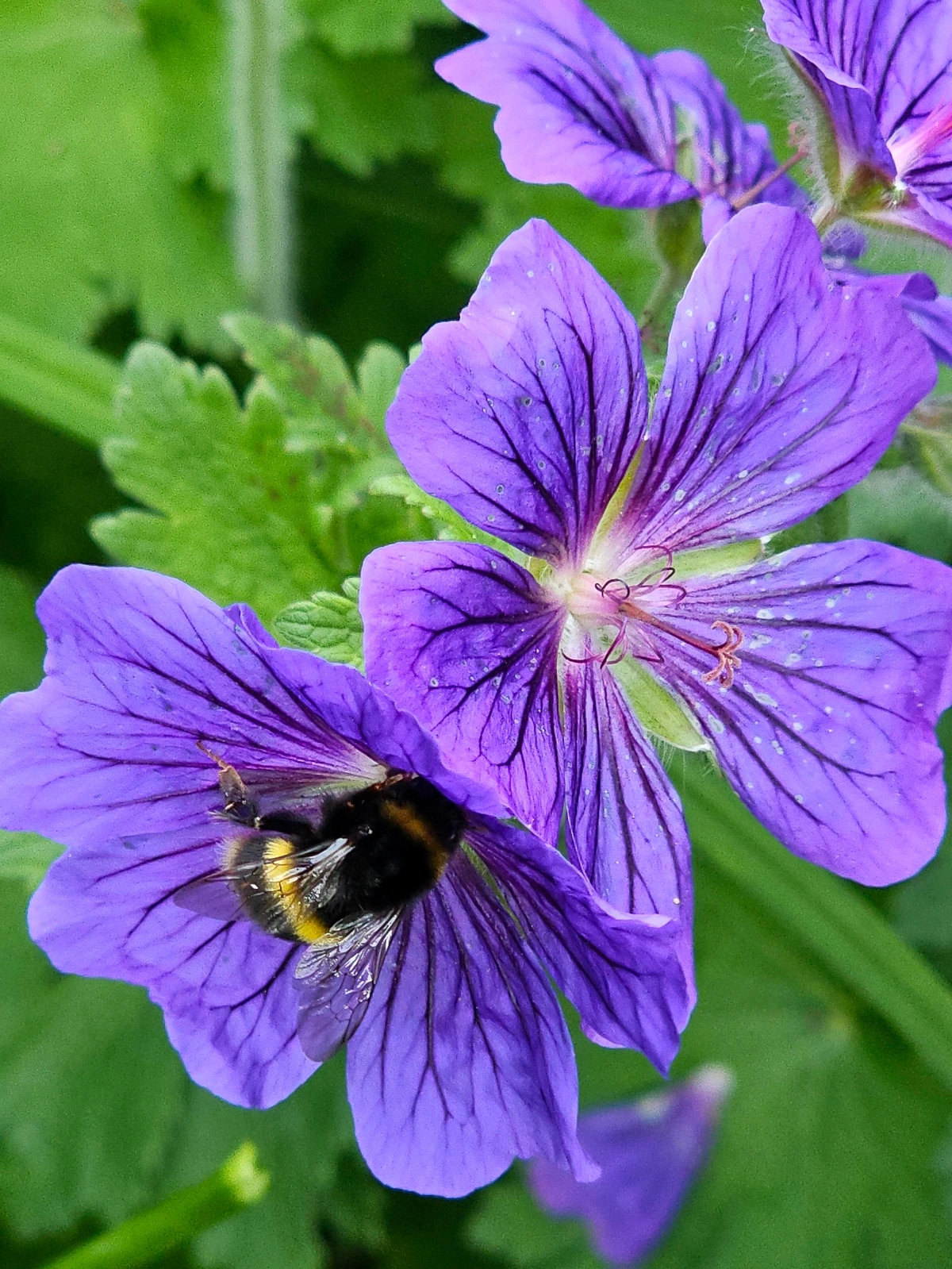 Close-up of purple geraniums, with a bee collecting pollen in one of them.