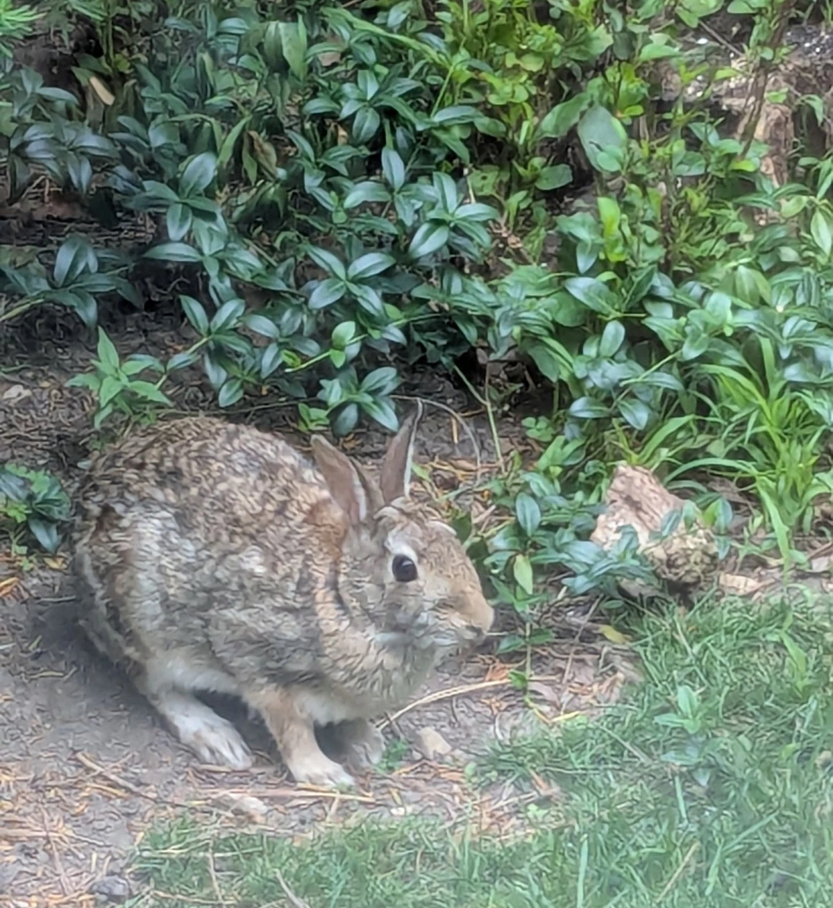 medium salt and pepper haired rabbit sitting in a small patch of dirt surrounded by other plants under a bird feeder