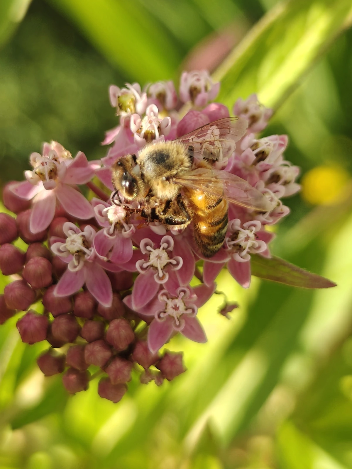 A sun drenched bee on a milkweed flower
