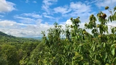 Nearly a Century Ago, American Chestnut Trees Died Off. Now, Hikers Can Walk Among Them Again.
