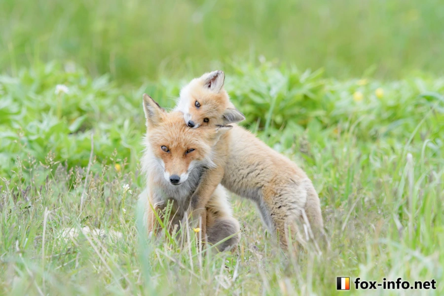 Young fox pounces on mom and gives a little bite