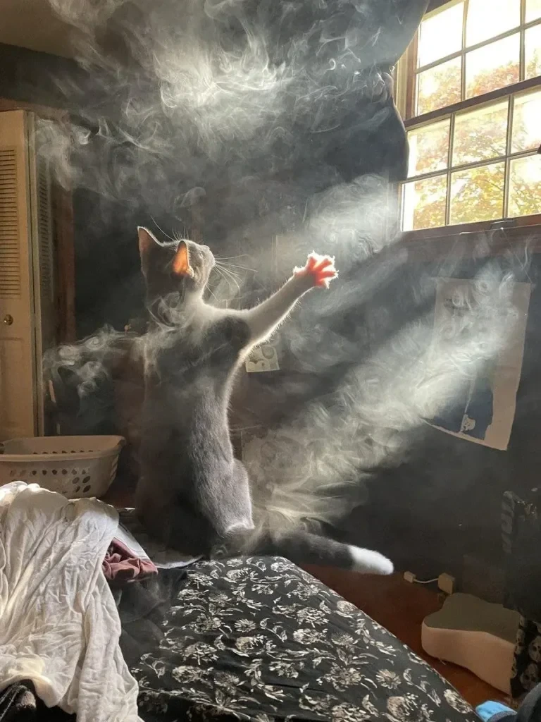 Cat standing up, with smoke against sunshine from window