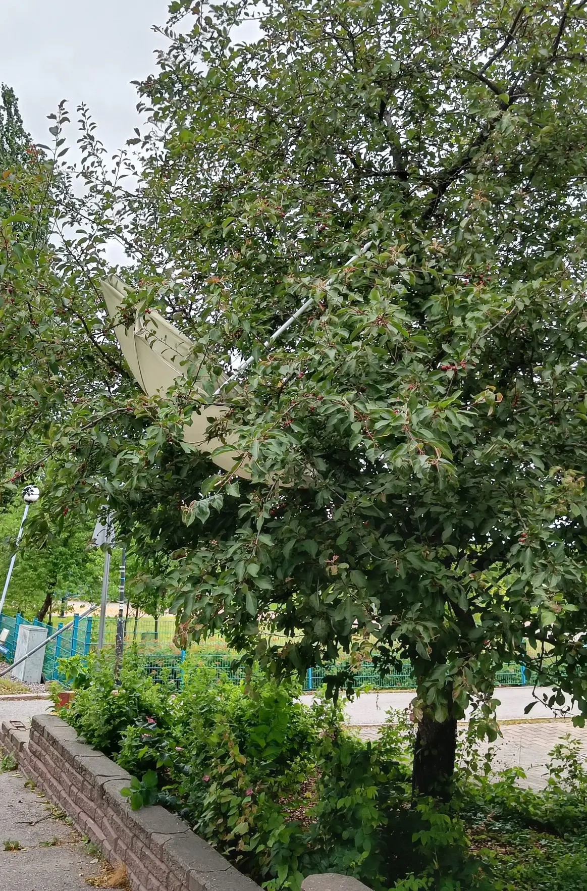A parasol got stuck in a tree. Quite high up, it must have been quite a gust that put it there.