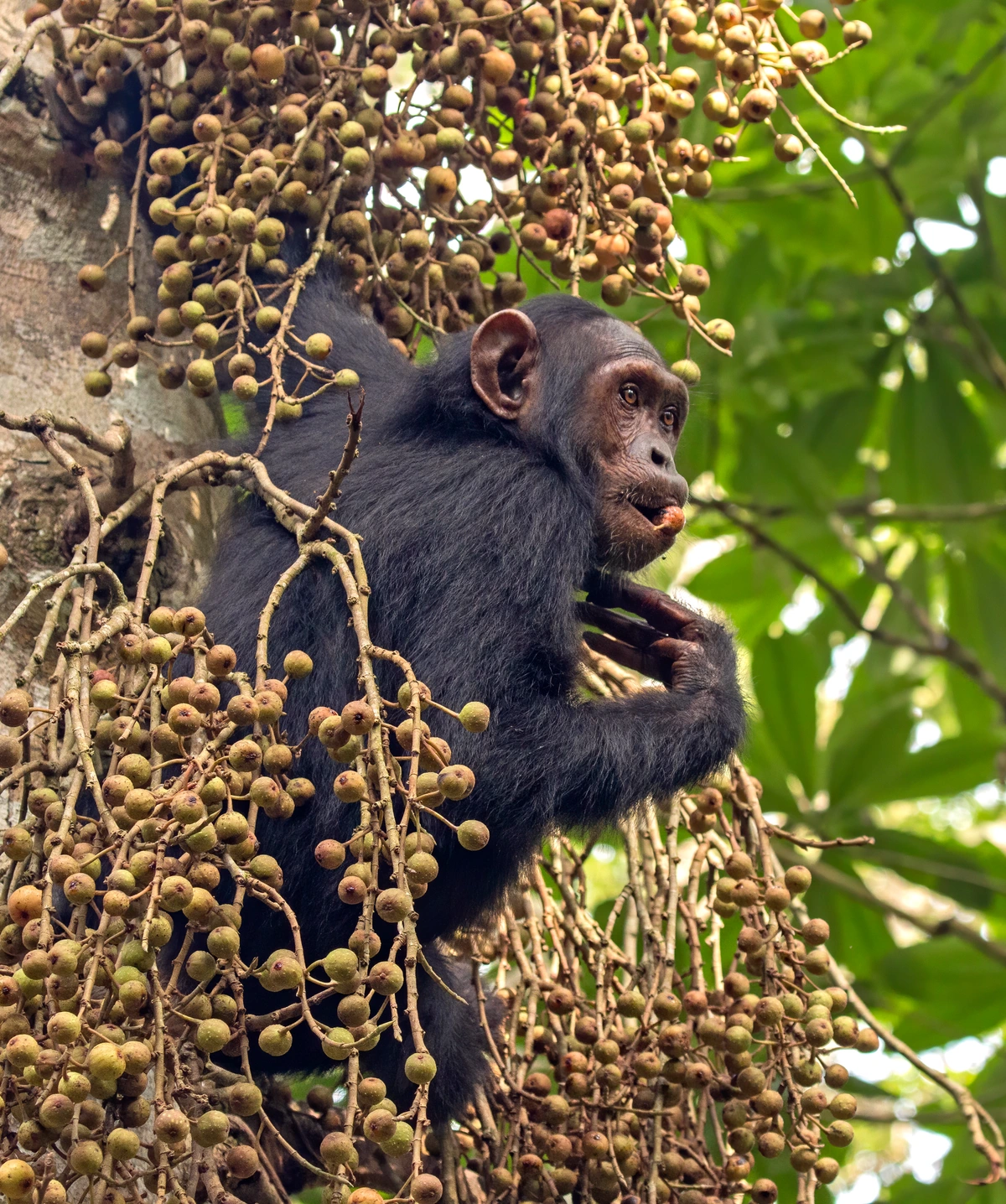 Common chimpanzee (Pan troglodytes schweinfurthii) feeding on fig (Ficus sur), Kibale Forest, Uganda