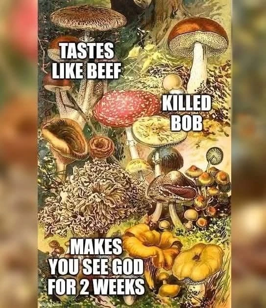 An image of densely packed mushrooms of various species on a forest floor. Three of the more prominent mushrooms are labeled.  A brown capped one is labeled"tastes like beef"; a red capped one is labeled "killed Bob", and either a wrinkly white one or a bright yellow one, it's hard to tell in context, is labeled "makes you see God for 2 weeks".  