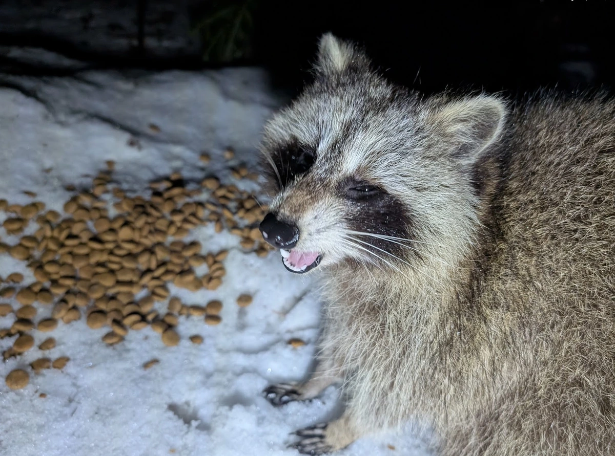 Picture of a racoon that looks like he is smiling.